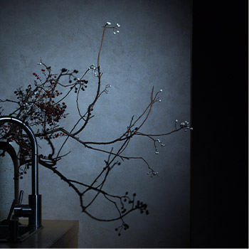 植物